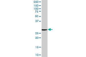 RAB23 MaxPab rabbit polyclonal antibody. (RAB23 antibody  (AA 1-237))