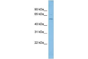 WB Suggested Anti-FGR Antibody Titration: 0.