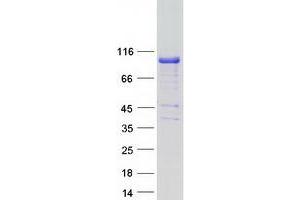 Validation with Western Blot (SH2B1 Protein (Transcript Variant 1) (Myc-DYKDDDDK Tag))