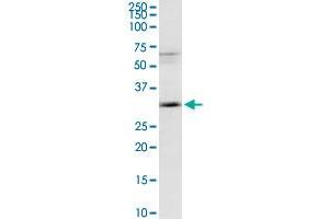 MAGEA9 antibody  (AA 1-315)