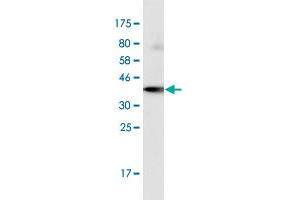 Western Blot detection against Immunogen (39. (POLR2J2 antibody  (AA 1-115))