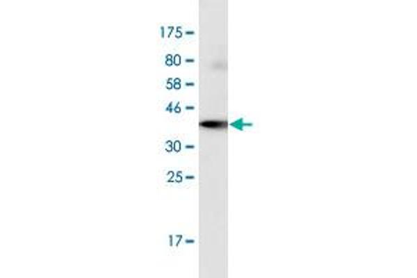 POLR2J2 antibody  (AA 1-115)