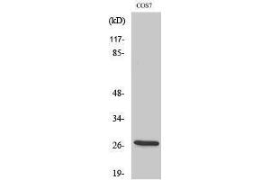 Western Blotting (WB) image for anti-Hydroxysteroid (17-Beta) Dehydrogenase 10 (HSD17B10) (Internal Region) antibody (ABIN3180036) (HSD17B10 antibody  (Internal Region))