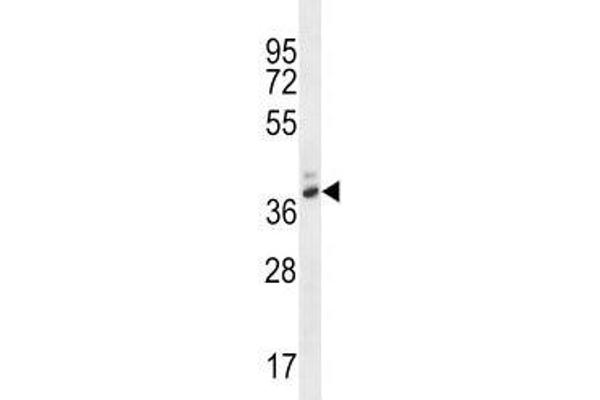 PGA4 antibody  (AA 353-381)