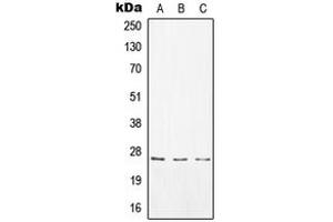 Western blot analysis of CD8a expression in A549 (A), Raw264. (CD8 alpha antibody  (Center))