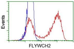 HEK293T cells transfected with either RC204275 overexpress plasmid (Red) or empty vector control plasmid (Blue) were immunostained by anti-FLYWCH2 antibody (ABIN2454458), and then analyzed by flow cytometry. (FLYWCH2 antibody)