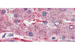 Immunohistochemistry (IHC) image for anti-G-Protein Signaling Modulator 2 (GPSM2) (N-Term) antibody (ABIN2784504)