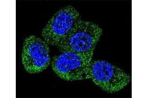 Confocal immunofluorescent analysis of TAU antibody with MCF-7 cells followed by Alexa Fluor 488-conjugated goat anti-rabbit lgG (green). (tau antibody  (AA 677-707))