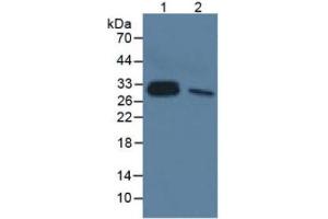 Mouse Detection antibody from the kit in WB with Positive Control:  Sample Sample: Lane1: Human Lung Tissue; Lane2: Rat Liver Tissue. (IL-33 ELISA Kit)