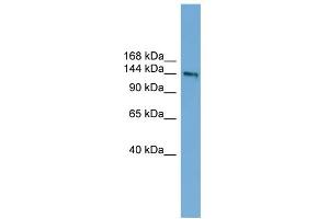 DCC antibody  (Middle Region)