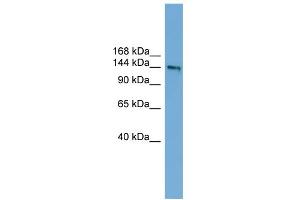 WB Suggested Anti-DCC Antibody Titration:  0. (DCC antibody  (Middle Region))