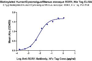 Immobilized Biotinylated Human/Cynomolgus/Rhesus macaque ROR1 at 1 μg/mL (100 μL/Well) on the plate. (ROR1 Protein (AA 30-403) (His-Avi Tag,Biotin))