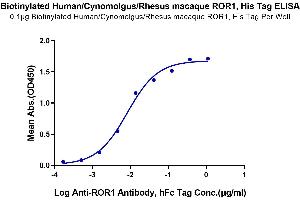 Immobilized Biotinylated Human/Cynomolgus/Rhesus macaque ROR1 at 1 μg/mL (100 μL/Well) on the plate. (ROR1 Protein (His-Avi Tag,Biotin))