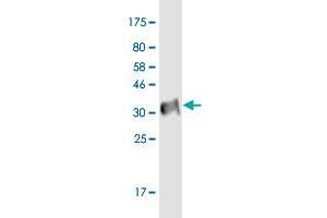 Western Blot detection against Immunogen (34. (P2RX2 antibody  (AA 128-205))