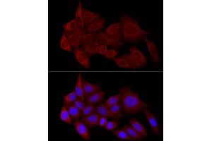 Immunofluorescence analysis of HeLa cells using STX17 Rabbit pAb (ABIN7270682) at dilution of 1:100 (40x lens). (Syntaxin 17 antibody  (AA 1-130))