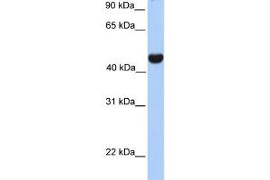 WB Suggested Anti-RTN4 Antibody Titration:  0. (Reticulon 4 antibody  (Middle Region))