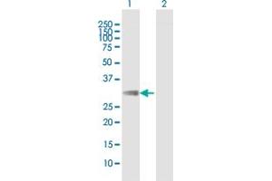 Western Blot analysis of FCAR expression in transfected 293T cell line by FCAR MaxPab polyclonal antibody. (FCAR antibody  (AA 1-287))