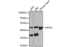 Western blot analysis of extracts of various cell lines, using NR2E3 antibody (ABIN1882361) at 1:1000 dilution.