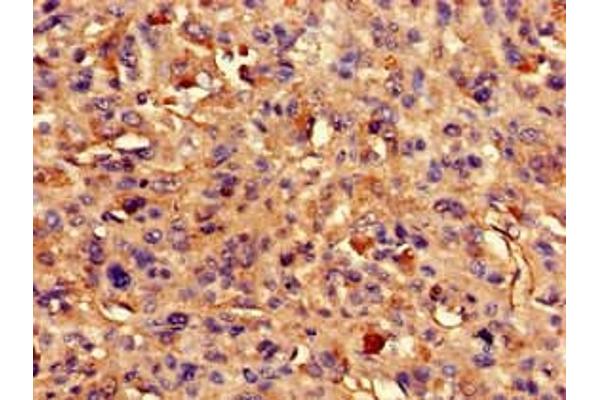 ARAP3 antibody  (AA 163-320)
