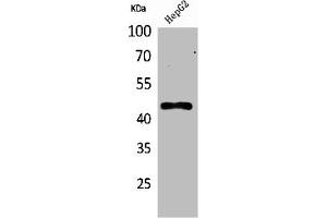 Western Blot analysis of HepG2 cells using HoxD3 Polyclonal Antibody (HOXD3 antibody  (Internal Region))