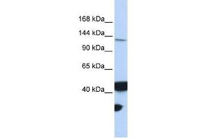 MLH3 antibody used at 1 ug/ml to detect target protein.