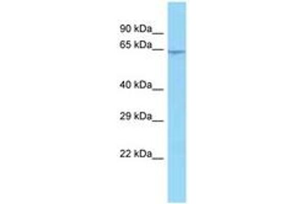 CCDC7 antibody  (N-Term)