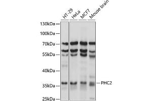 Western blot analysis of extracts of various cell lines, using PHC2 antibody (ABIN7269455) at 1:1000 dilution. (PHC2 antibody  (AA 1-240))