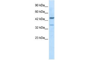 WB Suggested Anti-GATA3 Antibody Titration:  0.