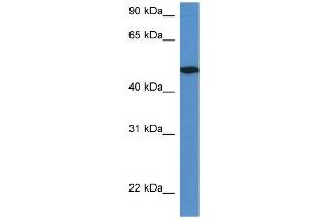 WB Suggested Anti-Ier5l Antibody Titration: 1. (IER5L antibody  (C-Term))
