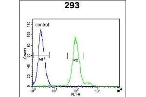 CFB Antibody (Center) (ABIN652979 and ABIN2842621) flow cytometric analysis of 293 cells (right histogram) compared to a negative control cell (left histogram). (Complement Factor B antibody  (AA 469-494))