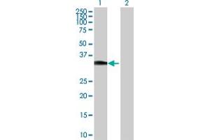 Western Blot analysis of HOXC8 expression in transfected 293T cell line by HOXC8 MaxPab polyclonal antibody. (HOXC8 antibody  (AA 1-242))