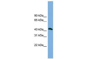 ANKMY2 antibody used at 1 ug/ml to detect target protein.