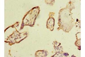 Immunohistochemistry of paraffin-embedded human placenta tissue using ABIN7160527 at dilution of 1:100 (Myoneurin antibody  (AA 51-330))