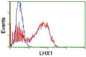 Image no. 2 for anti-LIM Homeobox 1 (LHX1) (AA 100-362) antibody (ABIN1490807) (LHX1 antibody  (AA 100-362))