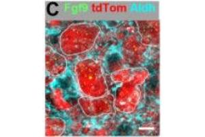 Immunofluorescence of mouse MNTB neurons showing Fgf9 (green) along with tdTomato(red) and Aldh1L1(cyan). (ALDH1L1 antibody  (AA 1-902))