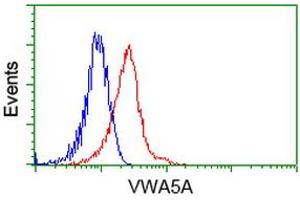 Image no. 2 for anti-Von Willebrand Factor A Domain Containing 5A (VWA5A) antibody (ABIN1501741) (VWA5A antibody)