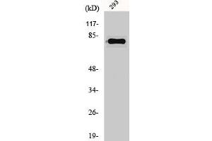 Western Blot analysis of 293 cells using Gas6 Polyclonal Antibody (GAS6 antibody  (Internal Region))