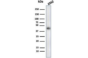 Western Blot Analysis of K562 cell lysate usingGlycophorin A Mouse Recombinant Monoclonal Antibody (rGYPA/280). (Recombinant CD235a/GYPA antibody)