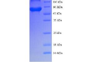 SDS-PAGE (SDS) image for Glyco (AA 20-459) protein (His tag) (ABIN5714254)