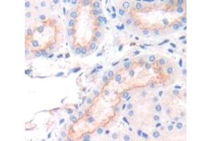 IHC-P analysis of Mouse Tissue, with DAB staining. (SFXN1 antibody  (AA 2-102))