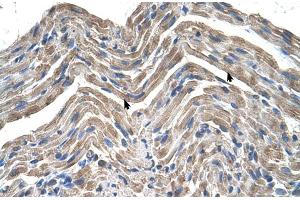 Human Muscle (NPTN antibody  (Middle Region))