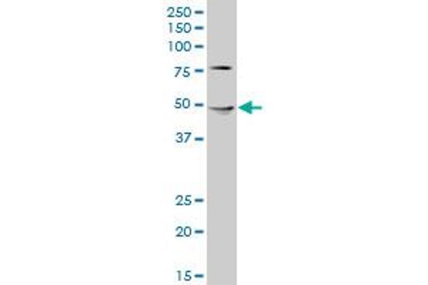 RENBP antibody  (AA 301-400)