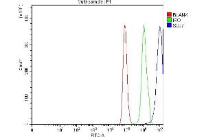 anti-SLU7 Splicing Factor Homolog (SLU7) (AA 42-474) antibody