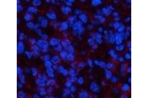 Immunofluorescence analysis of Mouse spleen tissue using PPARD Monoclonal Antibody at dilution of 1:200. (PPARD antibody)