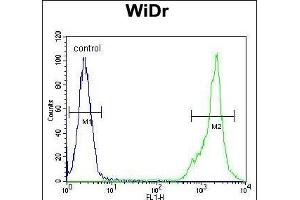 C4B Antibody (C-term) (ABIN652149 and ABIN2840567) flow cytometric analysis of WiDr cells (right histogram) comred to a negative control cell (left histogram).