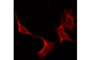 ABIN6275934 staining Hela by IF/ICC. (S1PR4 antibody  (C-Term))