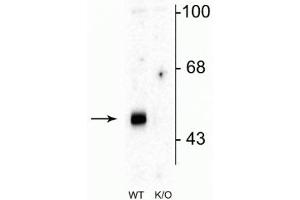 Western blot of mouse brain lysates from wild type (WT) and α2-knockout (K/O) animals showing specific immunolabeling of the ~51 kDa α2-subunit of the GABAA-R. (GABRA2 antibody  (Cytoplasmic Loop))