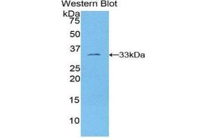 Western Blotting (WB) image for anti-FOS-Like Antigen 1 (FOSL1) (AA 1-271) antibody (ABIN1858911)