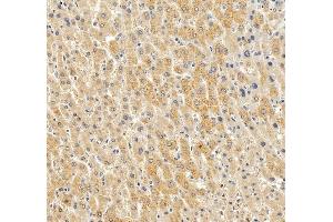 IHC analysis of PON1 using anti-PON1 antibody (ABIN7600530). (PON1 antibody  (AA 20-252))