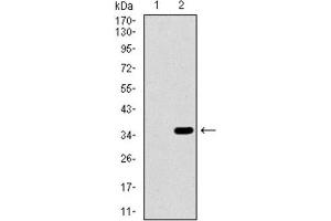 Western Blotting (WB) image for anti-Intestinal Alkaline Phosphatase (ALPI) (AA 397-458) antibody (ABIN1845847) (Intestinal Alkaline Phosphatase antibody  (AA 397-458))